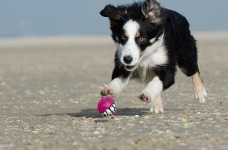 Учёные сравнили генетическое здоровье пород собак: гардхунд, хилер и бордер-колли признаны самыми устойчивыми