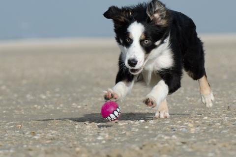 Учёные сравнили генетическое здоровье пород собак: гардхунд, хилер и бордер-колли признаны самыми устойчивыми Учёные сравнили генетическое здоровье пород собак: гардхунд, хилер и бордер-колли признаны самыми устойчивыми