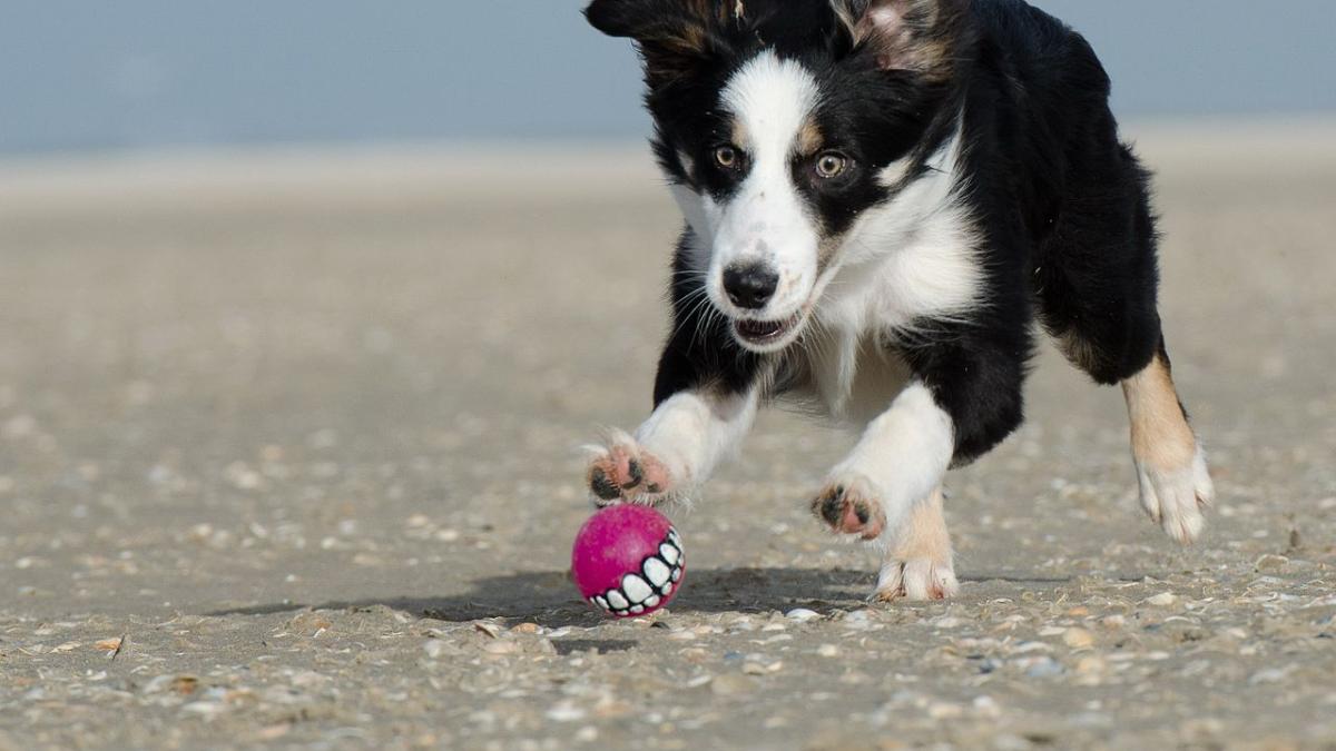 Бордер-колли Бордер-колли