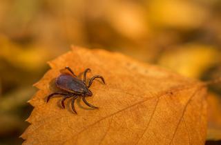 В Свердловскую область доставили восемь миллионов клещей-энтомофагов для защиты сельхозкультур