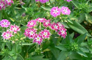 Садоводы отмечают: однолетники быстро цветут и позволяют менять дизайн участка каждый год