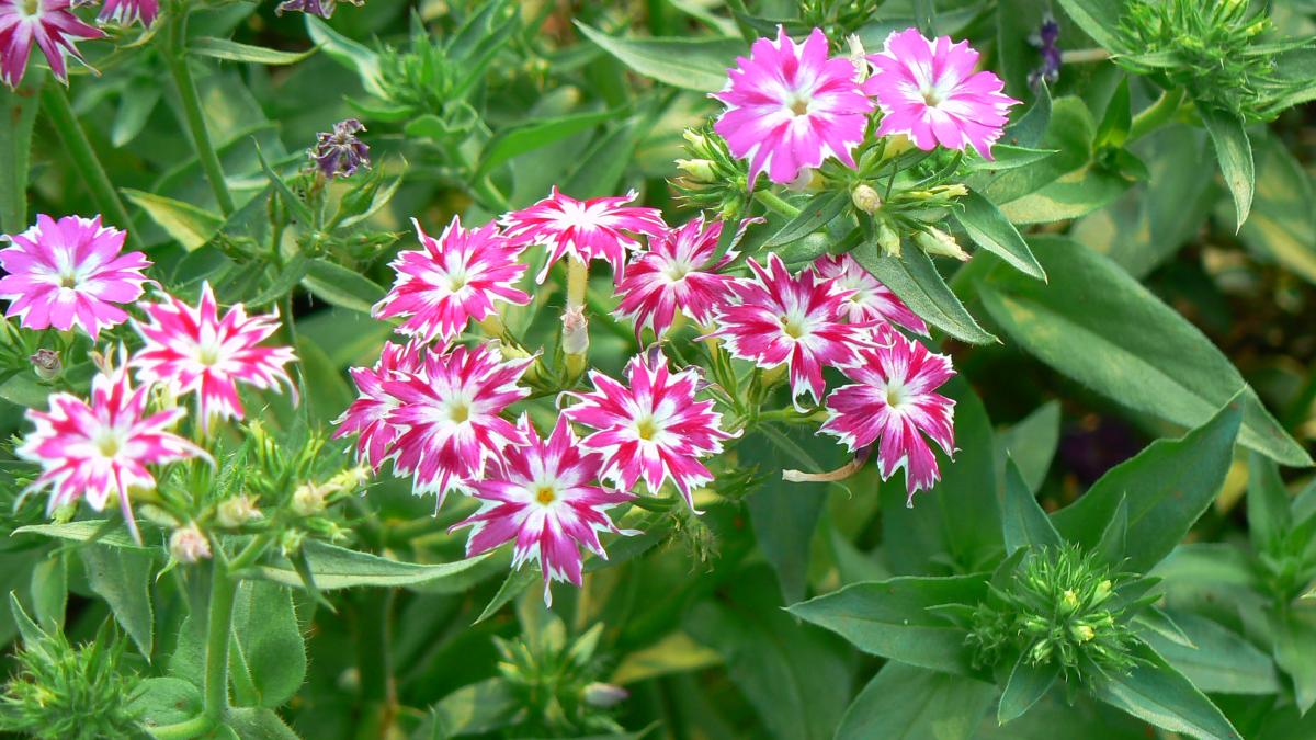 Однолетний флокс