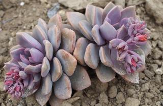 Суккулент вытягивается и теряет форму — без этого условия цветения не будет