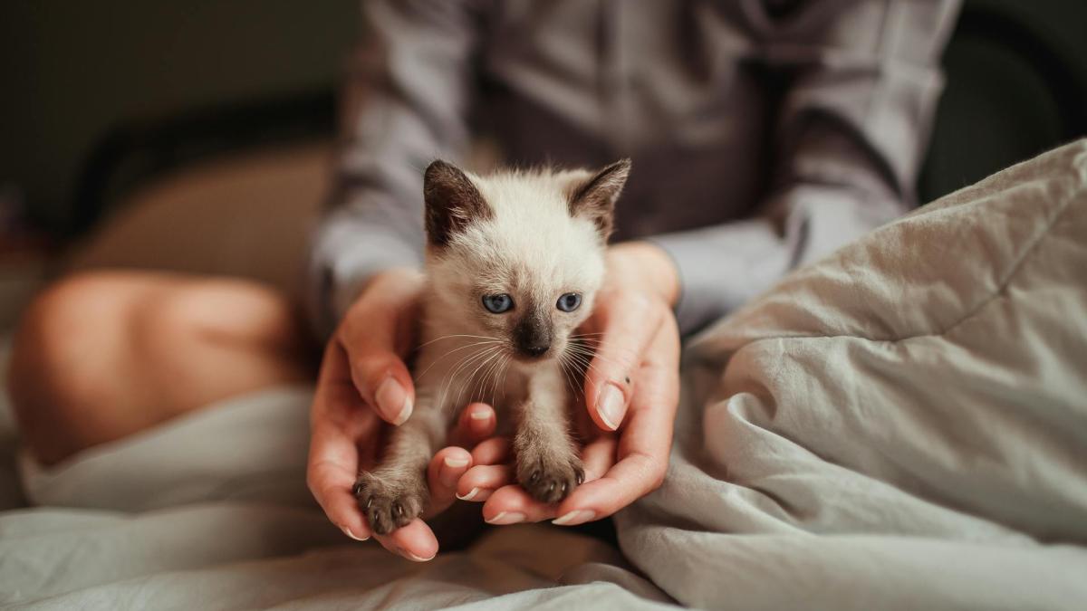 Женщина с котенком