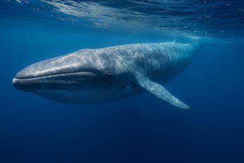 Правые киты на пути к восстановлению, несмотря на угрозы рыболовных снастей — Хизер Петтис Правые киты на пути к восстановлению, несмотря на угрозы рыболовных снастей — Хизер Петтис