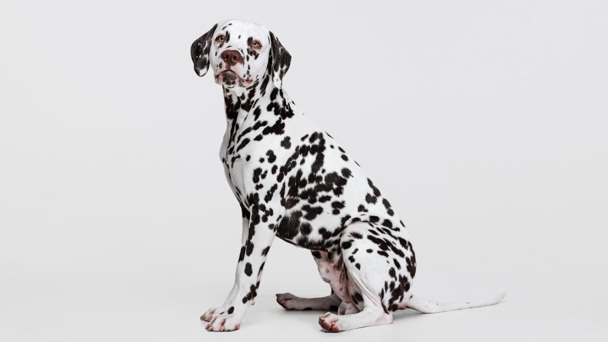 Собака далматин