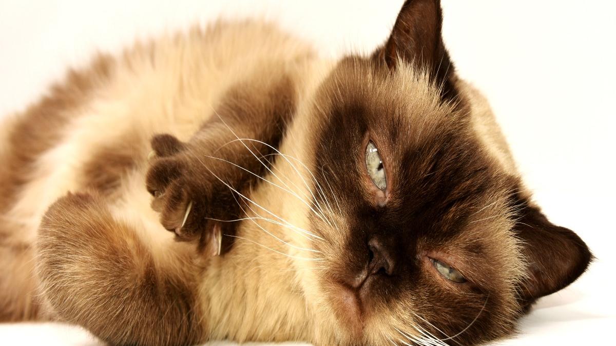 Британский кот Британский кот