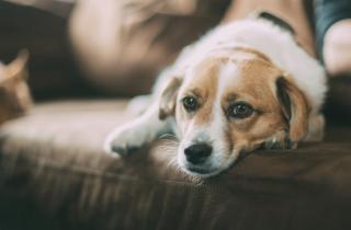 Ветеринар Сырма: ранняя диагностика помогает вылечить рак у кошек и собак