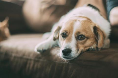 Ветеринар Сырма: ранняя диагностика помогает вылечить рак у кошек и собак Ветеринар Сырма: ранняя диагностика помогает вылечить рак у кошек и собак