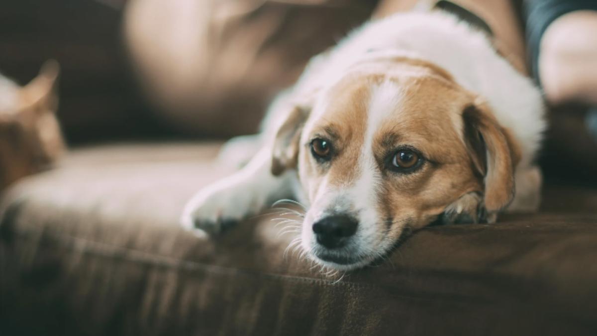 Собака скучает Собака скучает