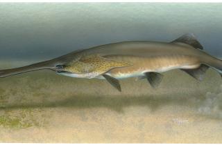 Инновационный метод мечения рыбы без химических красителей будет использован в Ямале — ученые