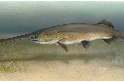 Инновационный метод мечения рыбы без химических красителей будет использован в Ямале — ученые Инновационный метод мечения рыбы без химических красителей будет использован в Ямале — ученые