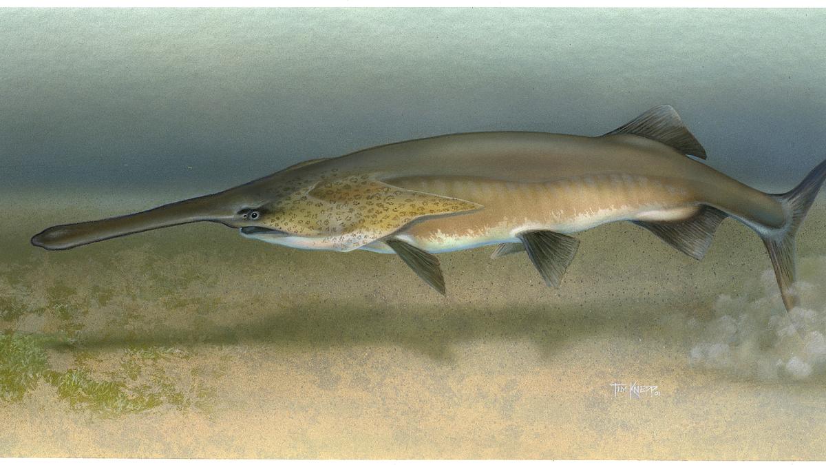 веслонос веслонос