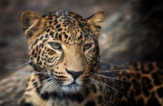 Движение клеток вызвало неровности узоров животных, похожие на реальные — Matter