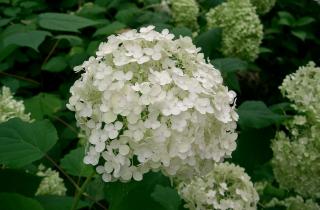 Английский шик на шести сотках: растения из Бриджертонов создают идеальный микроклимат