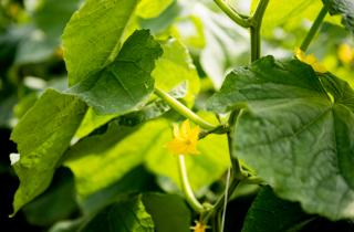 Урожай тает на глазах без видимых причин: роковая ошибка при планировании грядок