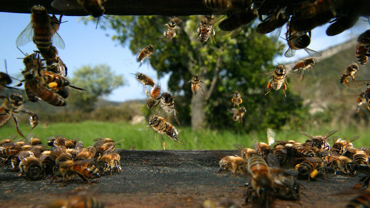 BeeHive BeeHive