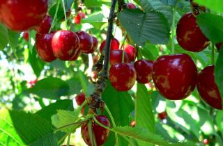 Осенний полив помог вишне подготовиться к морозам