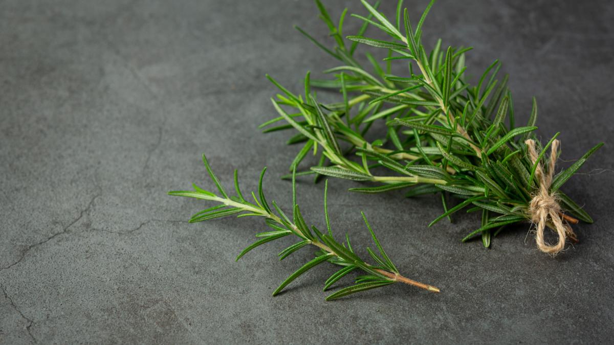 Растения розмарина