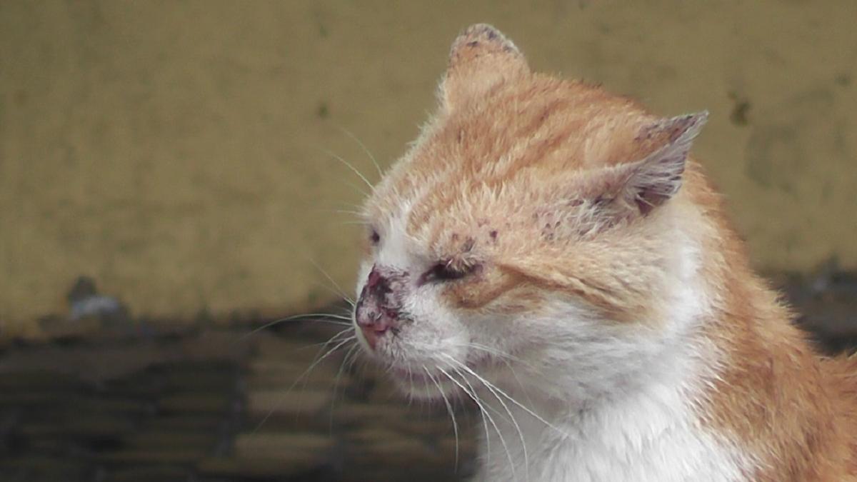 Кошка, лишай