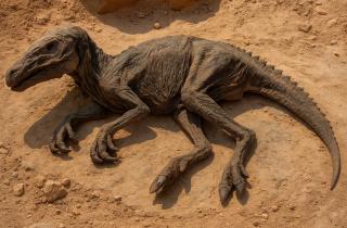 Эчеваррия: в Аргентине нашли скелет древнейшего динозавра Huayracursor jaguensis возрастом 230 млн лет