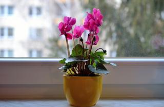 Ткань в горшке равномерно распределила влагу