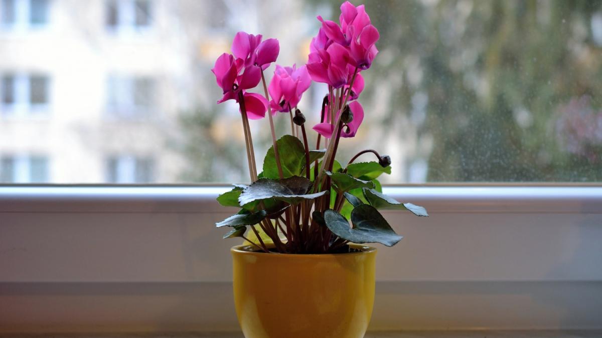 Комнатное растение