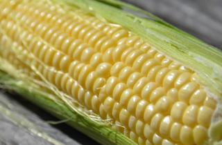 Кулинарный блогер назвал 3 способа варки кукурузы для быстрого и вкусного обеда