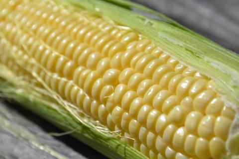 Кулинарный блогер назвал 3 способа варки кукурузы для быстрого и вкусного обеда