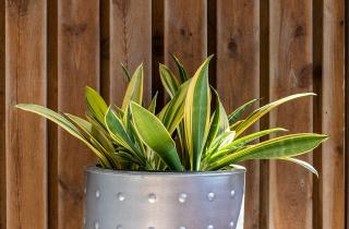 Перелив остаётся главной причиной гибели сансевиерии — флористы