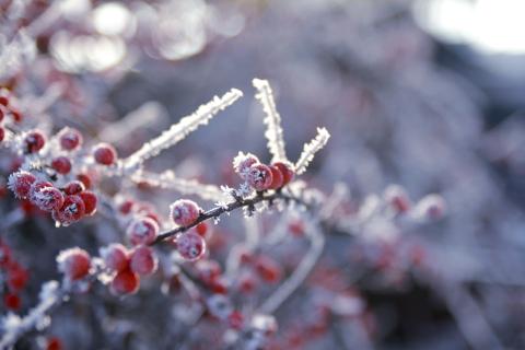 Рябина помогает бороться с вредителями и улучшает почву — агроном