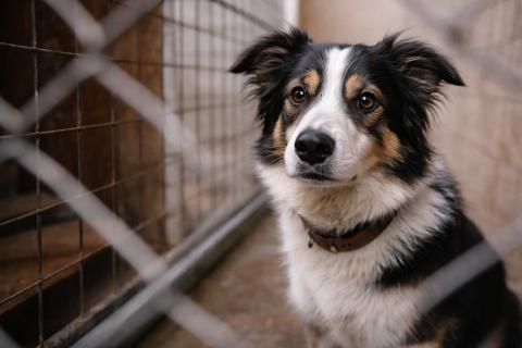 Собака нашла человеческие останки в Алабаме — People