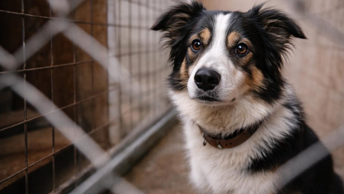 Грустная собака за забором