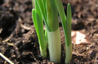 Осенняя посадка луковичных цветов обеспечивает раннее весеннее цветение — агроном Алексей Смирнов