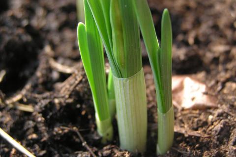Осенняя посадка луковичных цветов обеспечивает раннее весеннее цветение — агроном Алексей Смирнов