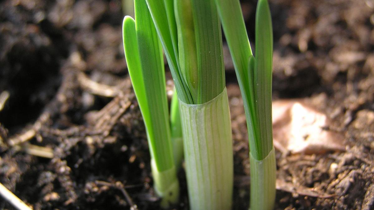 Луковичные растения