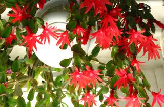 Декабрист формирует бутоны только при прохладе и длинной ночи — ботаники