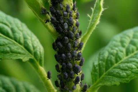 Раствор золы и мыла эффективно уничтожает тлю на овощах и цветах — Алексей Гаврилов