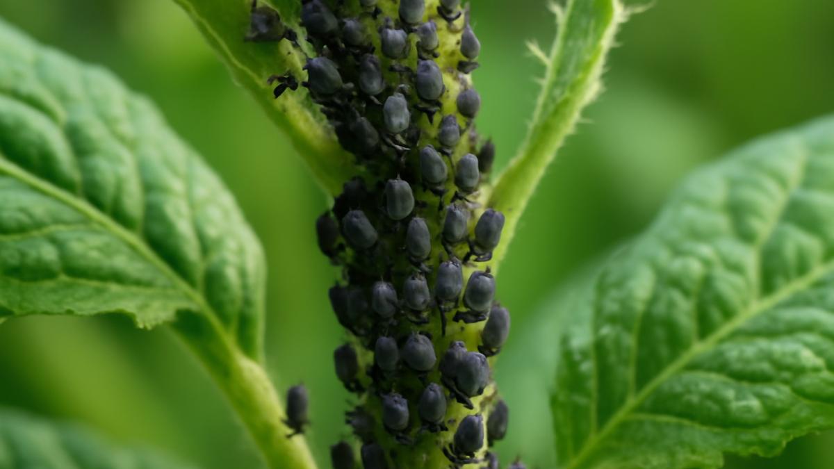 Тля на стебле растения