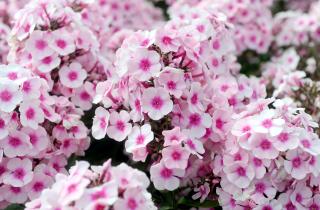 Флоксы лучше приживаются при осенней посадке и зацветают раньше весной — Павел Кузьмин