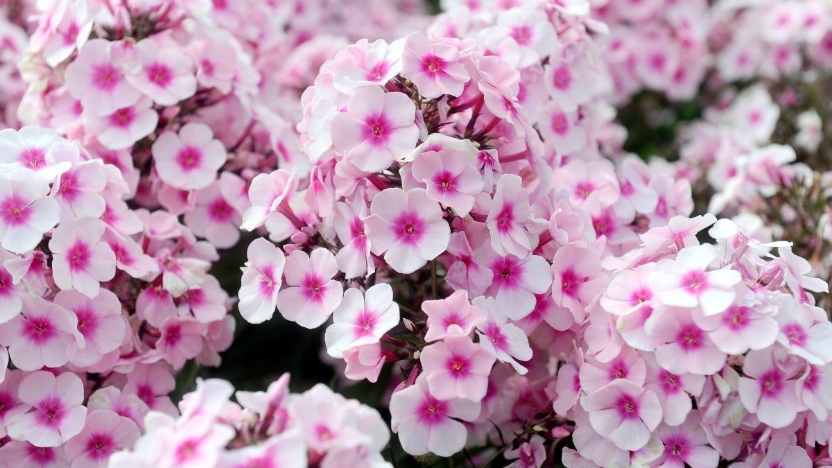 Флокс метельчатый