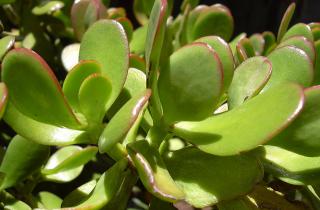 Теневыносливые виды лучше подходят для спальни зимой — ботаники