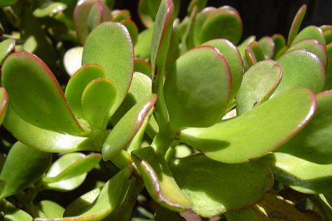 Теневыносливые виды лучше подходят для спальни зимой — ботаники