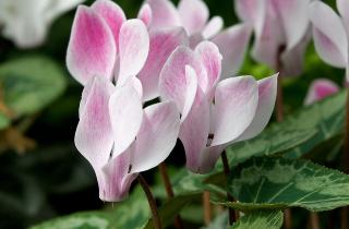 Зимний цикламен нуждается в подкормке для формирования бутонов — Сад и огород