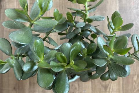 Цветоводы рассказали, как кальций помогает укрепить денежное дерево