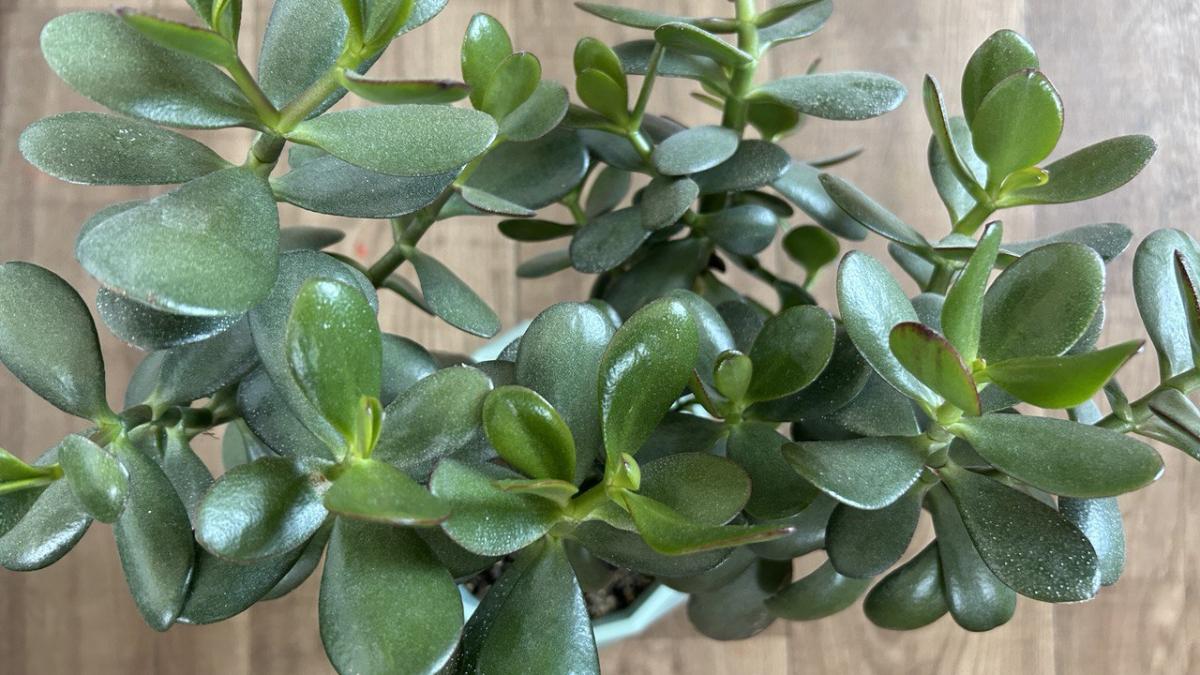 Толстянка, денежное дерево