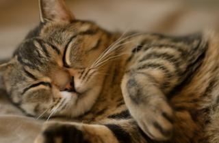 Ветеринары сообщили: мочекаменная болезнь выявляется у каждой третьей кошки старше пяти лет