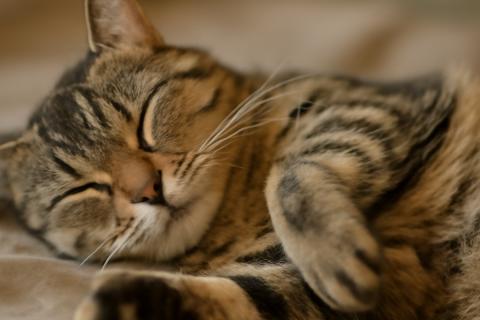 Ветеринары сообщили: мочекаменная болезнь выявляется у каждой третьей кошки старше пяти лет Ветеринары сообщили: мочекаменная болезнь выявляется у каждой третьей кошки старше пяти лет