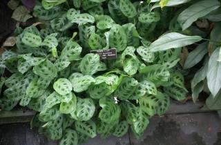 Листья калатеи складываются ночью из-за изменения тургора — ботаники