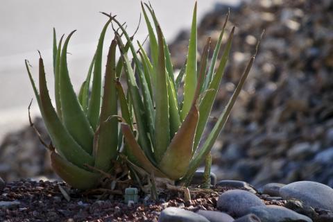 Лаванда улучшает сон и снижает стресс — советы ботаника Елены Королёвой